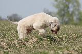 LAGOTTO 099